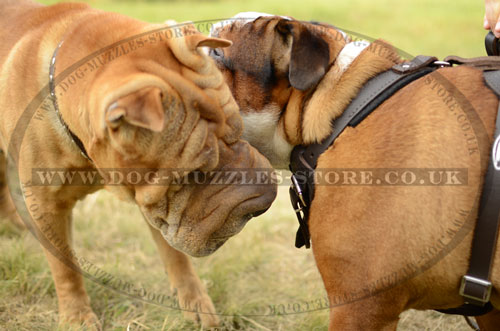 Shar Pei and English Bulldog Leather Dog Collars and Leather Dog Harness