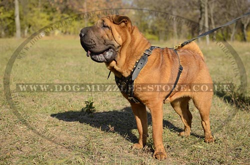 Shar Pei harness UK