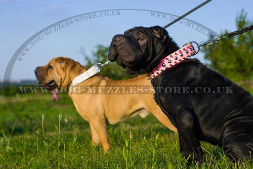 Shar Pei Leather Dog Collars Pink And White