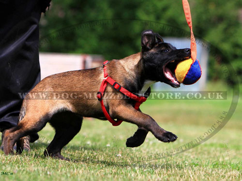 dog tug training toy