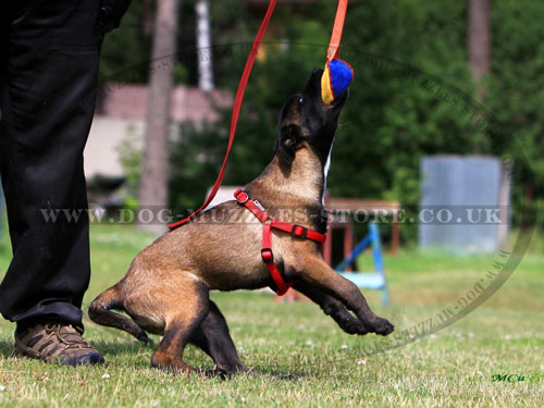 soft toy for dog
