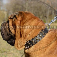 Original Style of Shar Pei Collar with Spikes and Studs