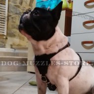 Best Adjustable French Bulldog Harness Leather Style & Comfort