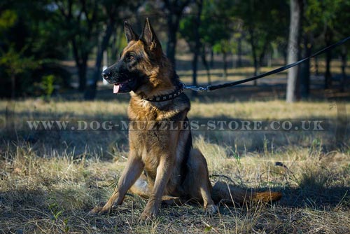 Training a Dog to Sit