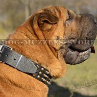 Fancy Dog Collars for Shar Pei Dogs Trendy Style