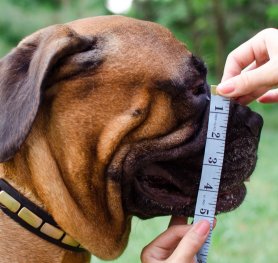 How to measure your dog for a muzzle