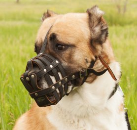 The training of a dog to a muzzle